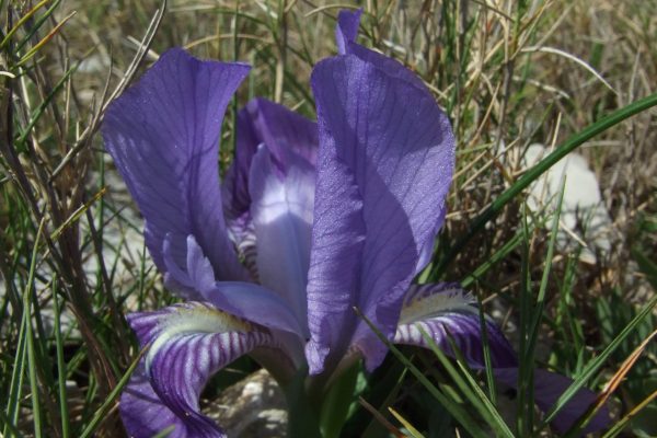 Iris lutescens (2) - Copie - Copie